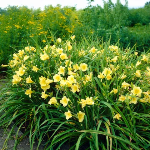 Daylily