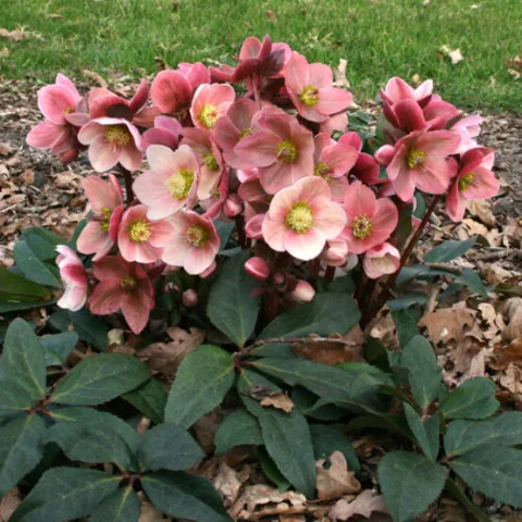 Lenten Rose