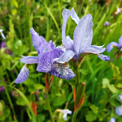 Bearded Iris