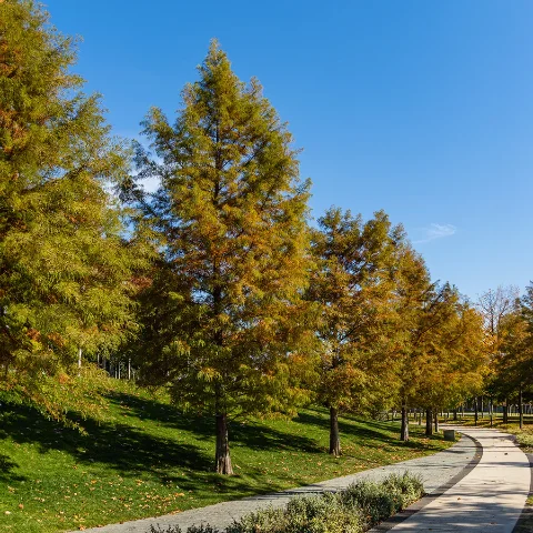 Bald Cypress