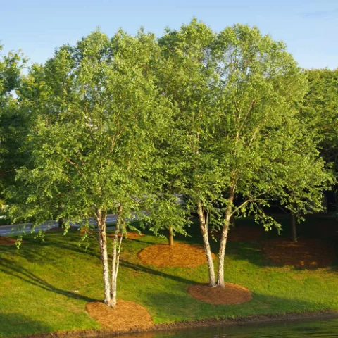 River Birch