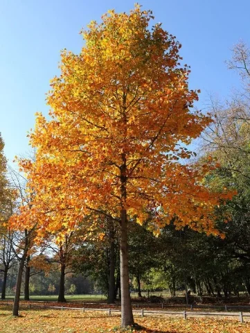 Tulip Poplar